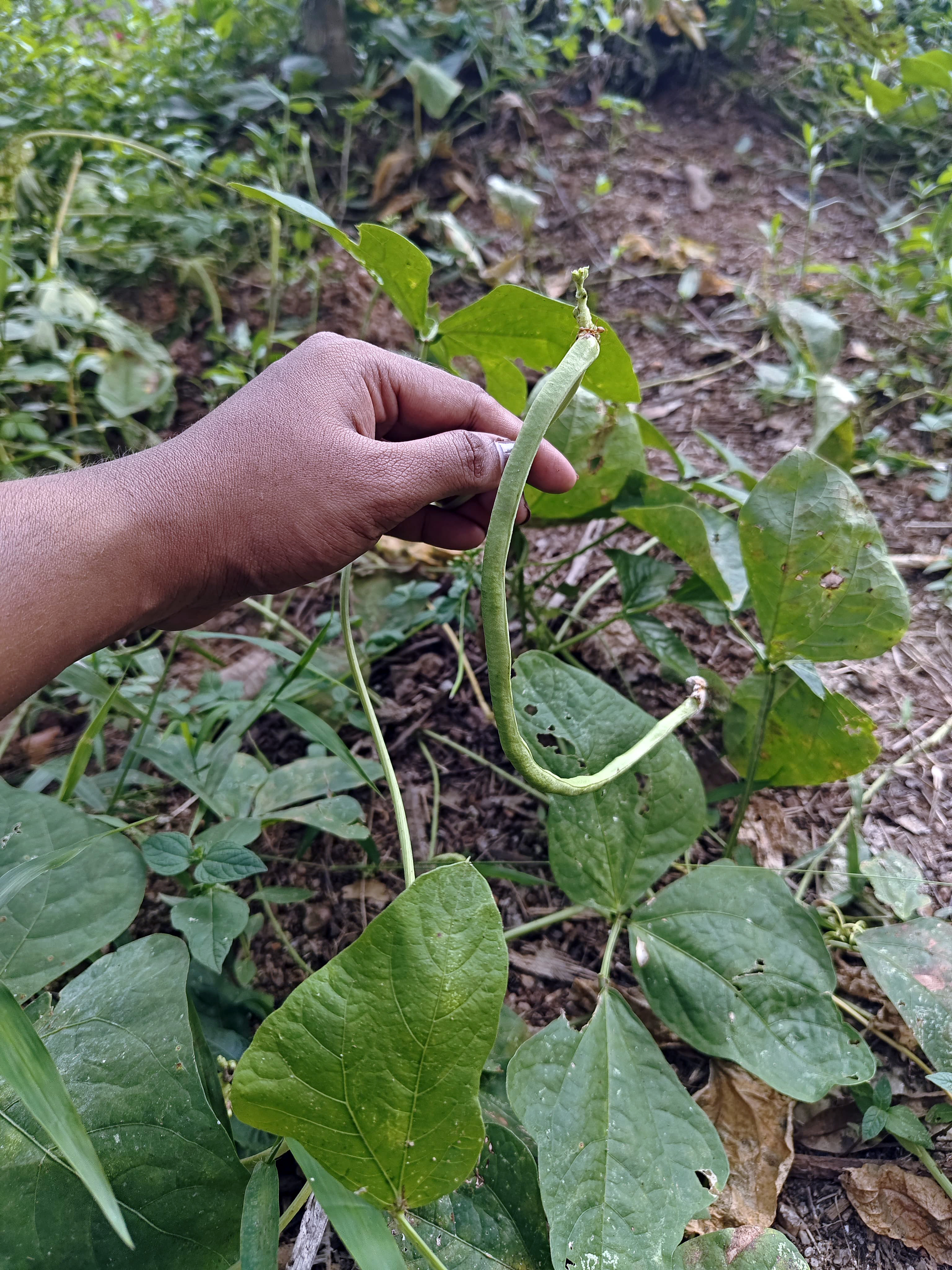 Close up of hand picking a long green organic bean